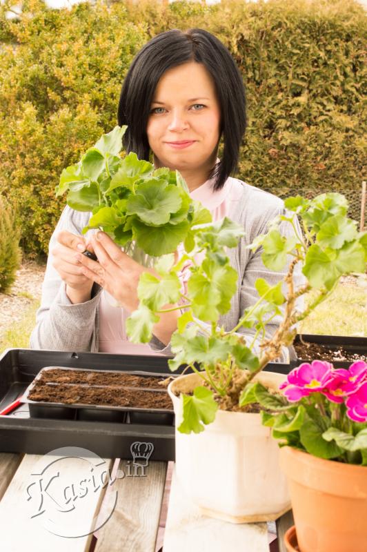 jak rozmnażać pelargonie. Jak pobierać sadzonki pelargonii