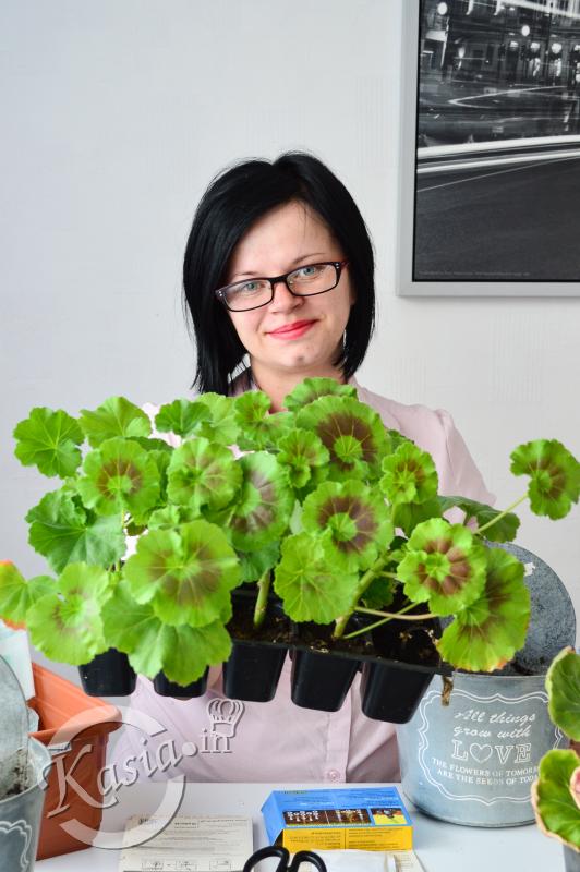 jak uprawiać pelargonie