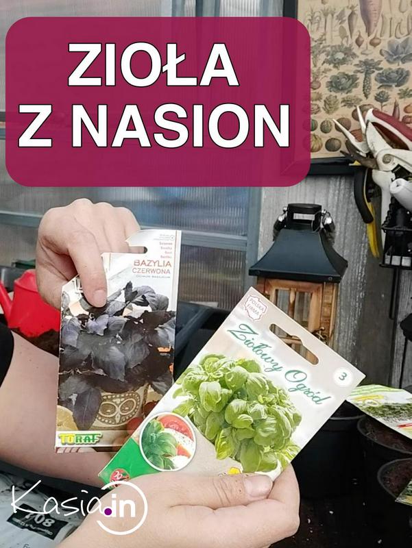 jak siać zioła do doniczek. Zioła w domu uprawa w doniczkach.